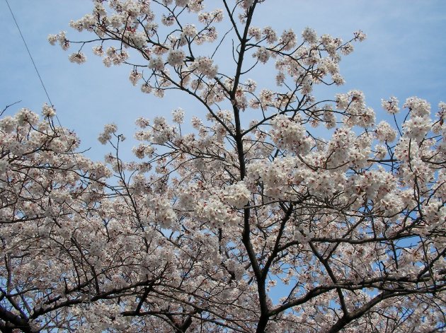 アップにして撮影した桜